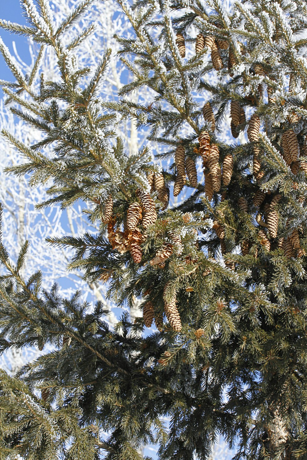 pine cones are hanging from the branches of a pine tree