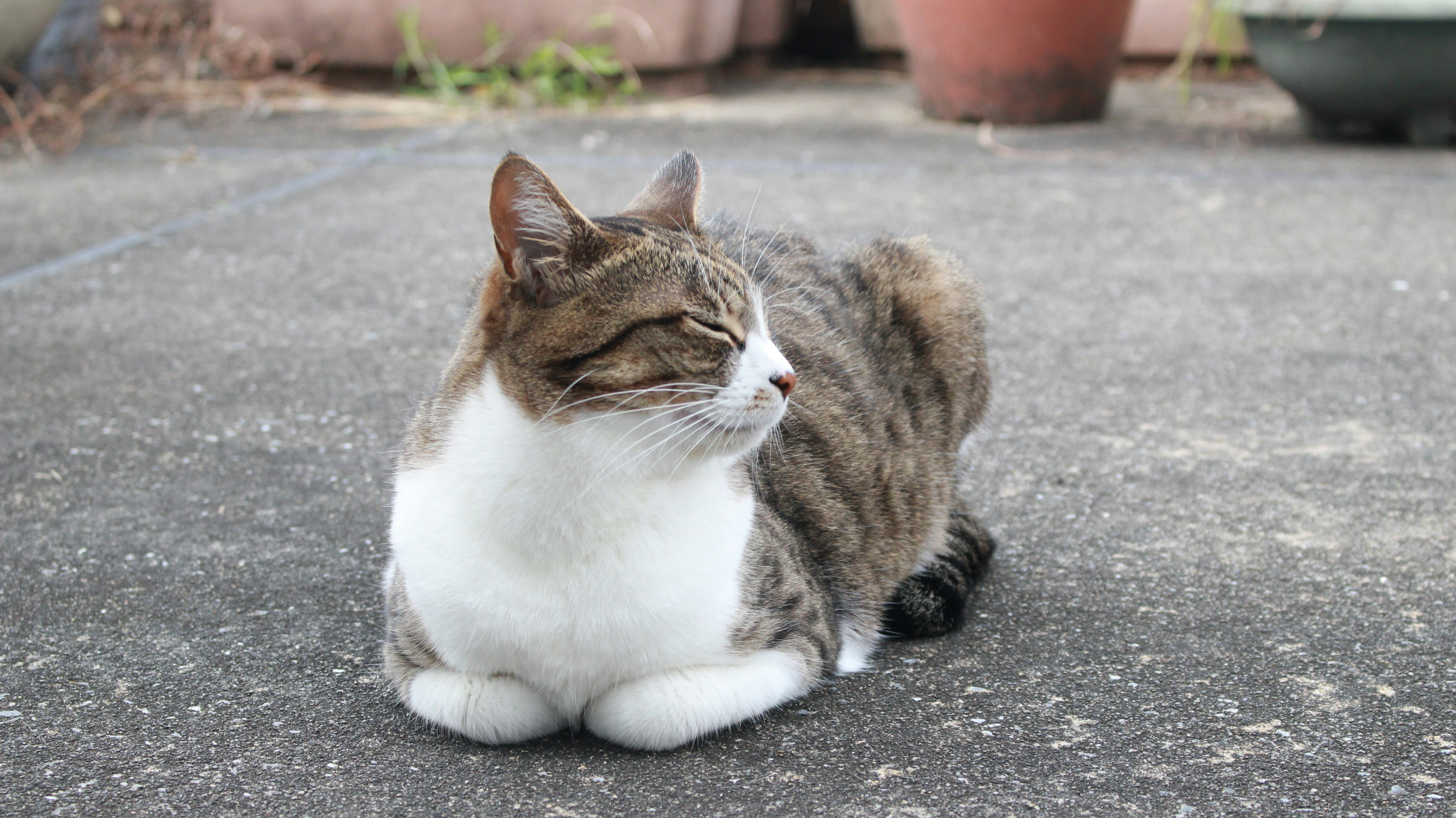 a brown and white cat sitting on the ground