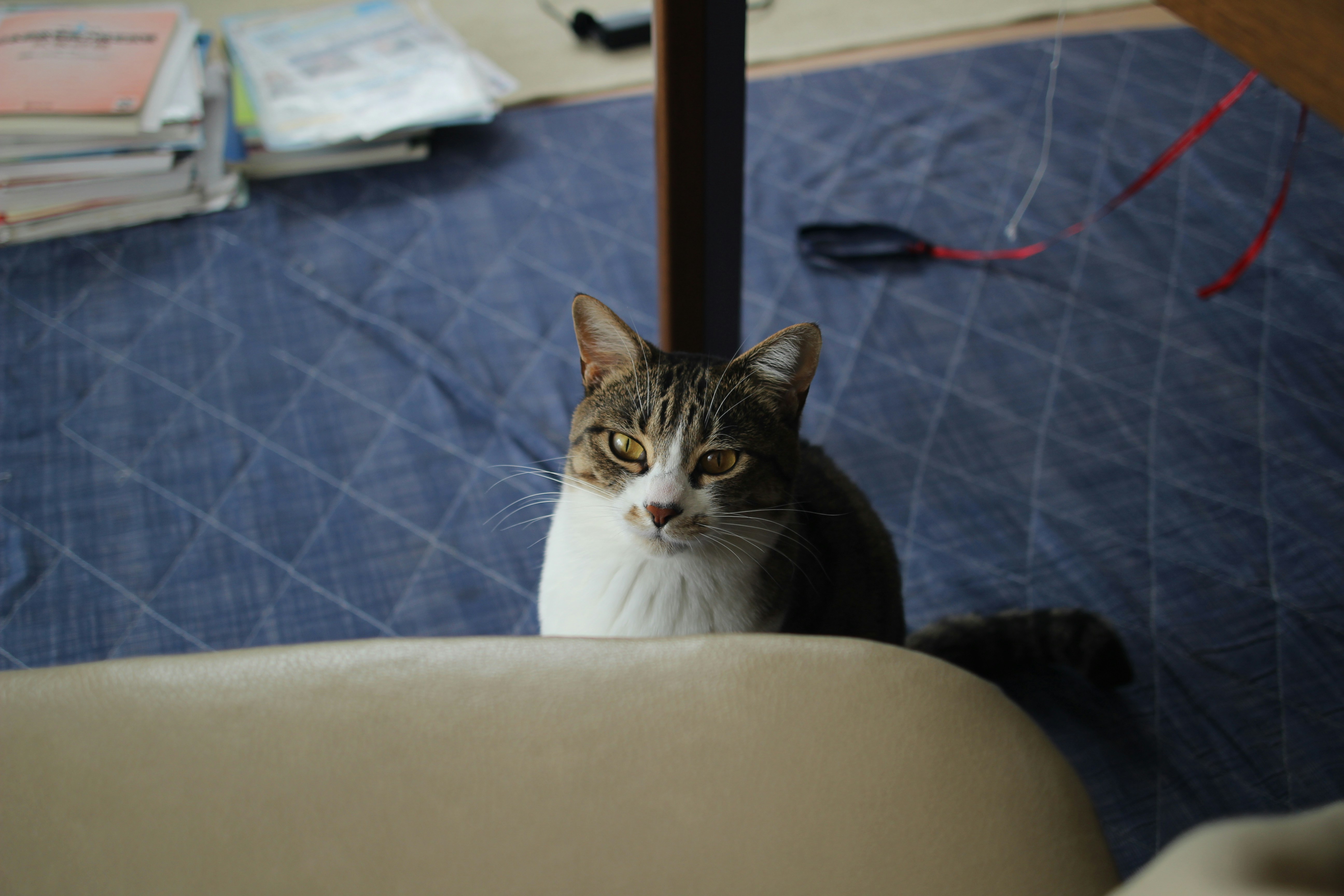 a cat sitting on a chair looking at the camera