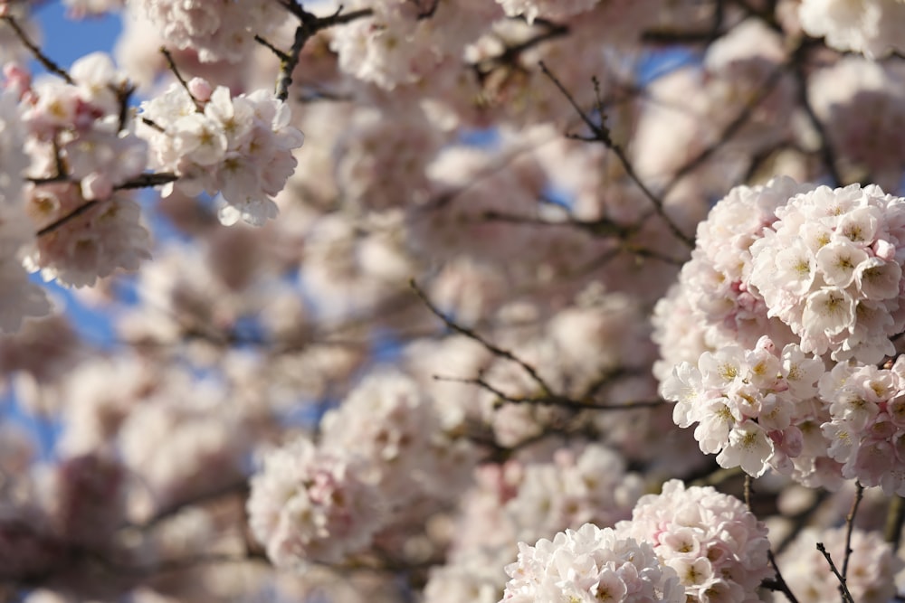 a bunch of flowers that are on a tree