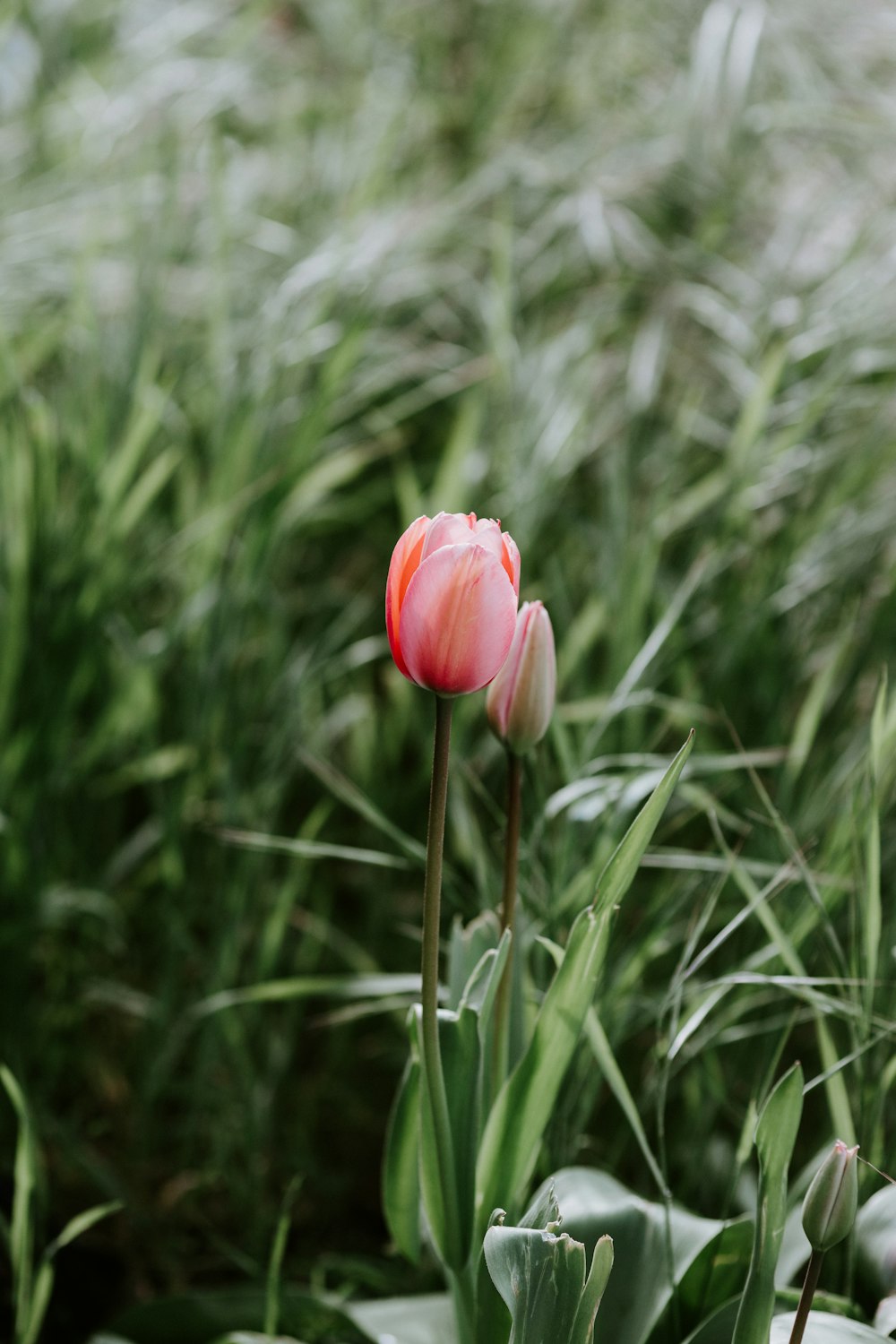 a single pink tulip in a field of tall grass