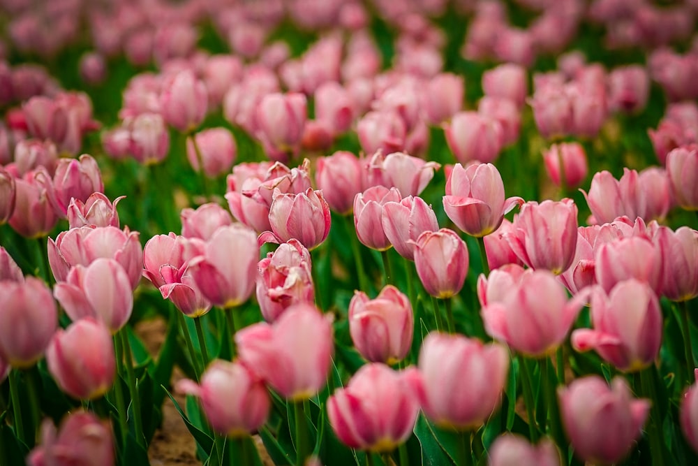 a field of pink tulips with green stems