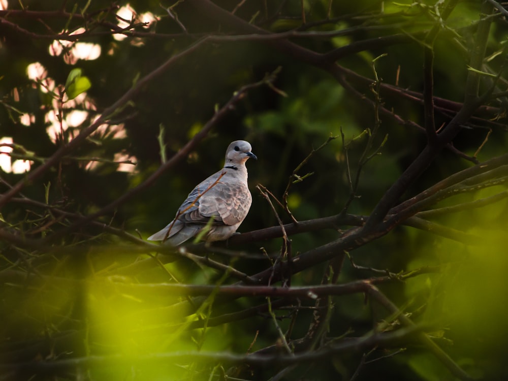 a bird perched on a branch in a tree