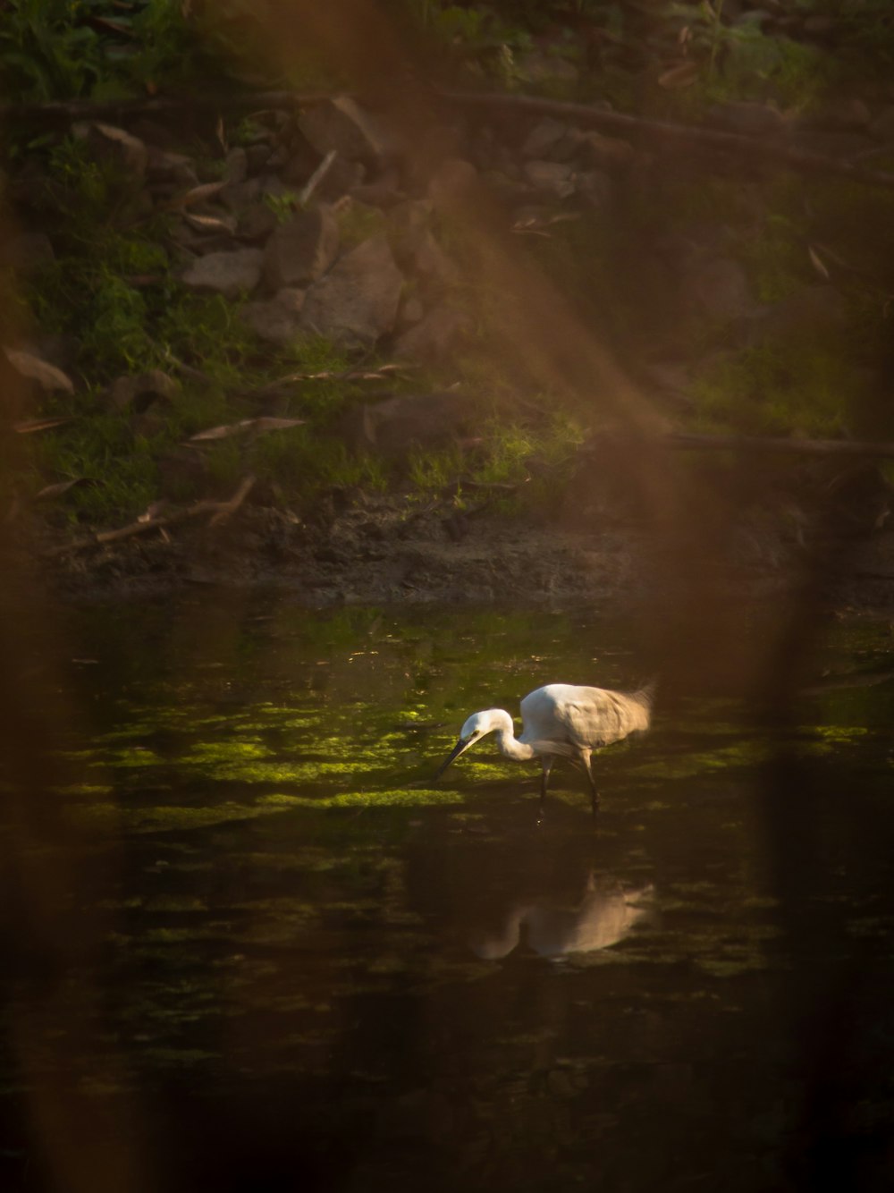 a white bird standing in a body of water