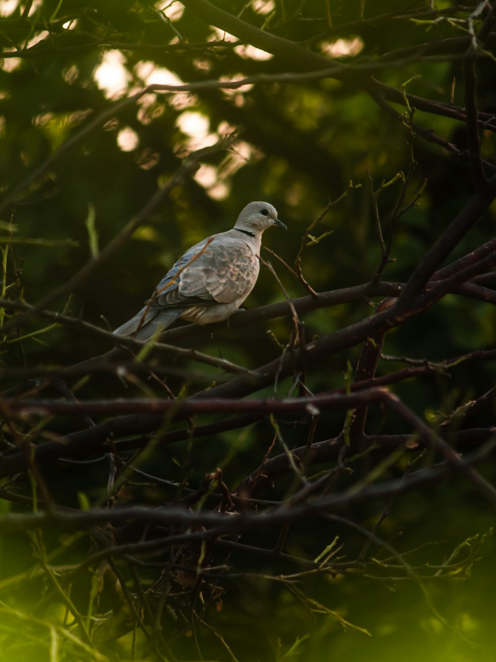 a bird perched on a branch of a tree