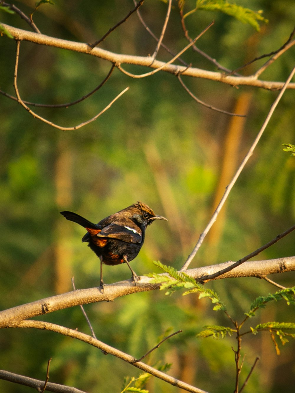 Un pequeño pájaro encaramado en la rama de un árbol