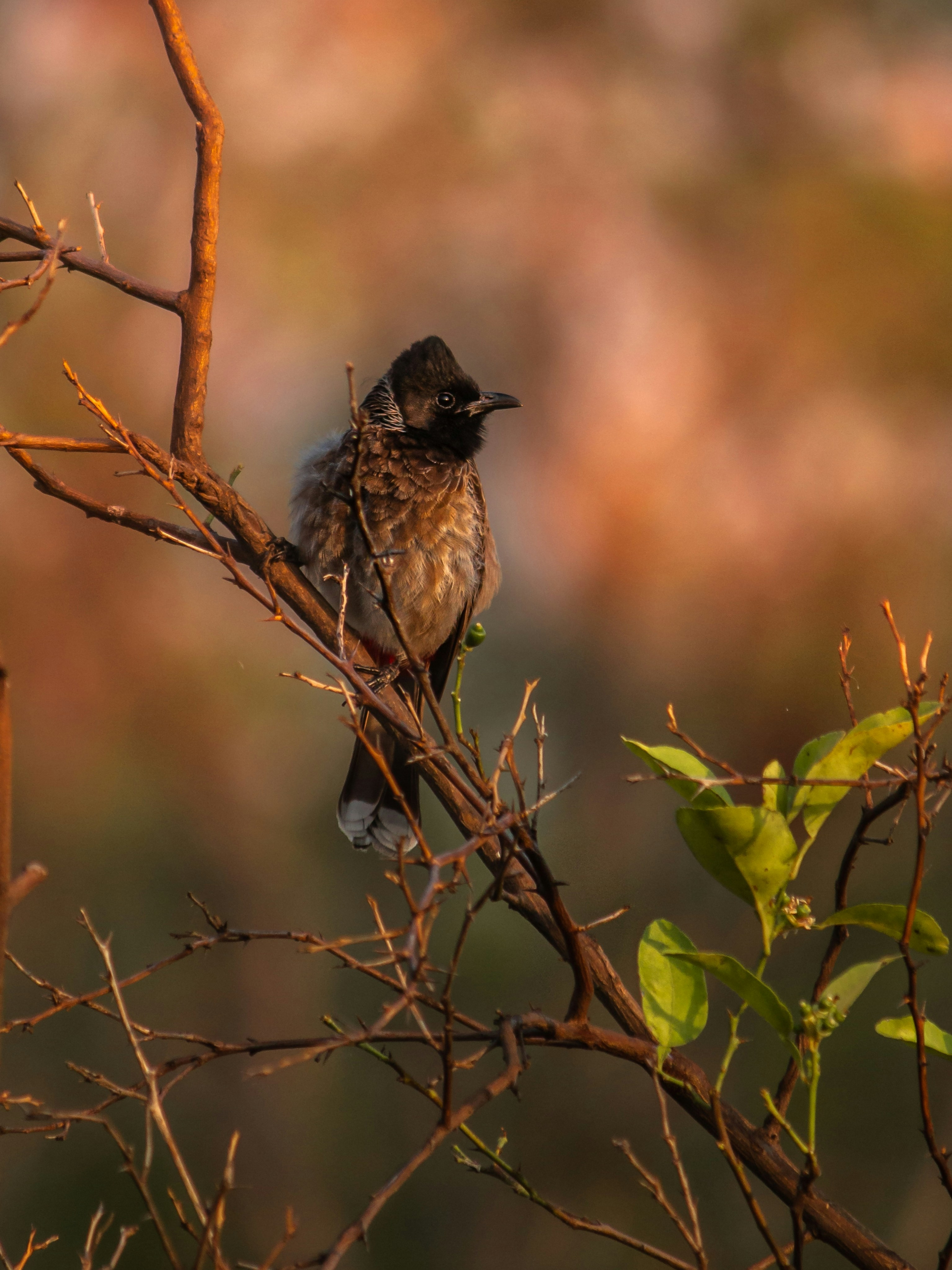 Photo by harshit_suryawanshi