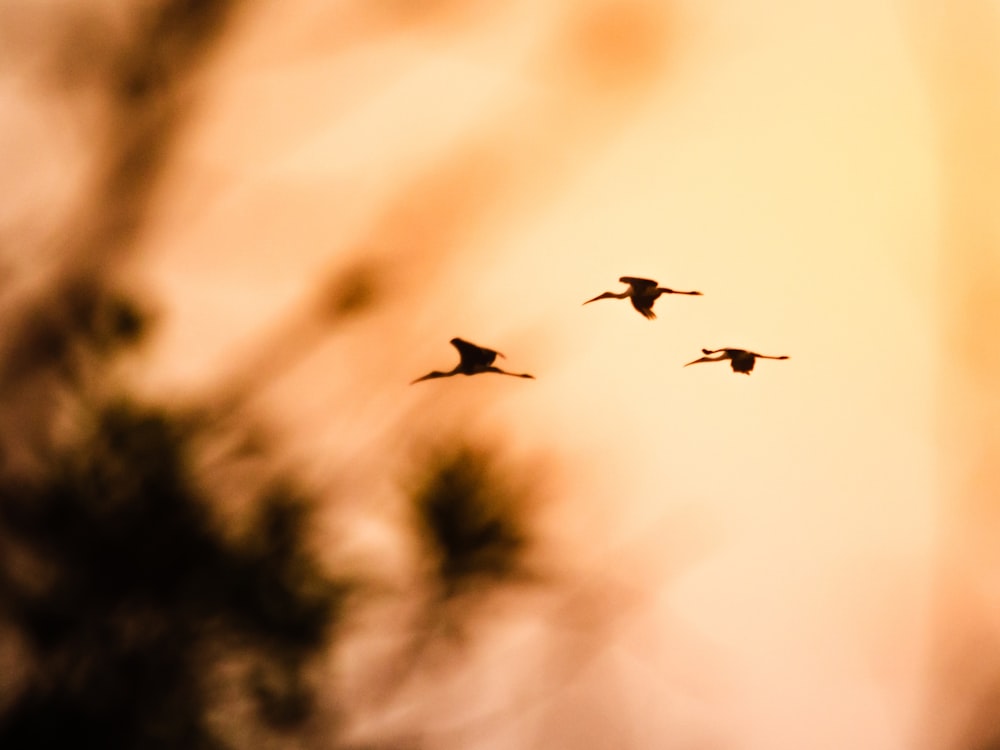 Una bandada de pájaros volando a través de un cielo nublado