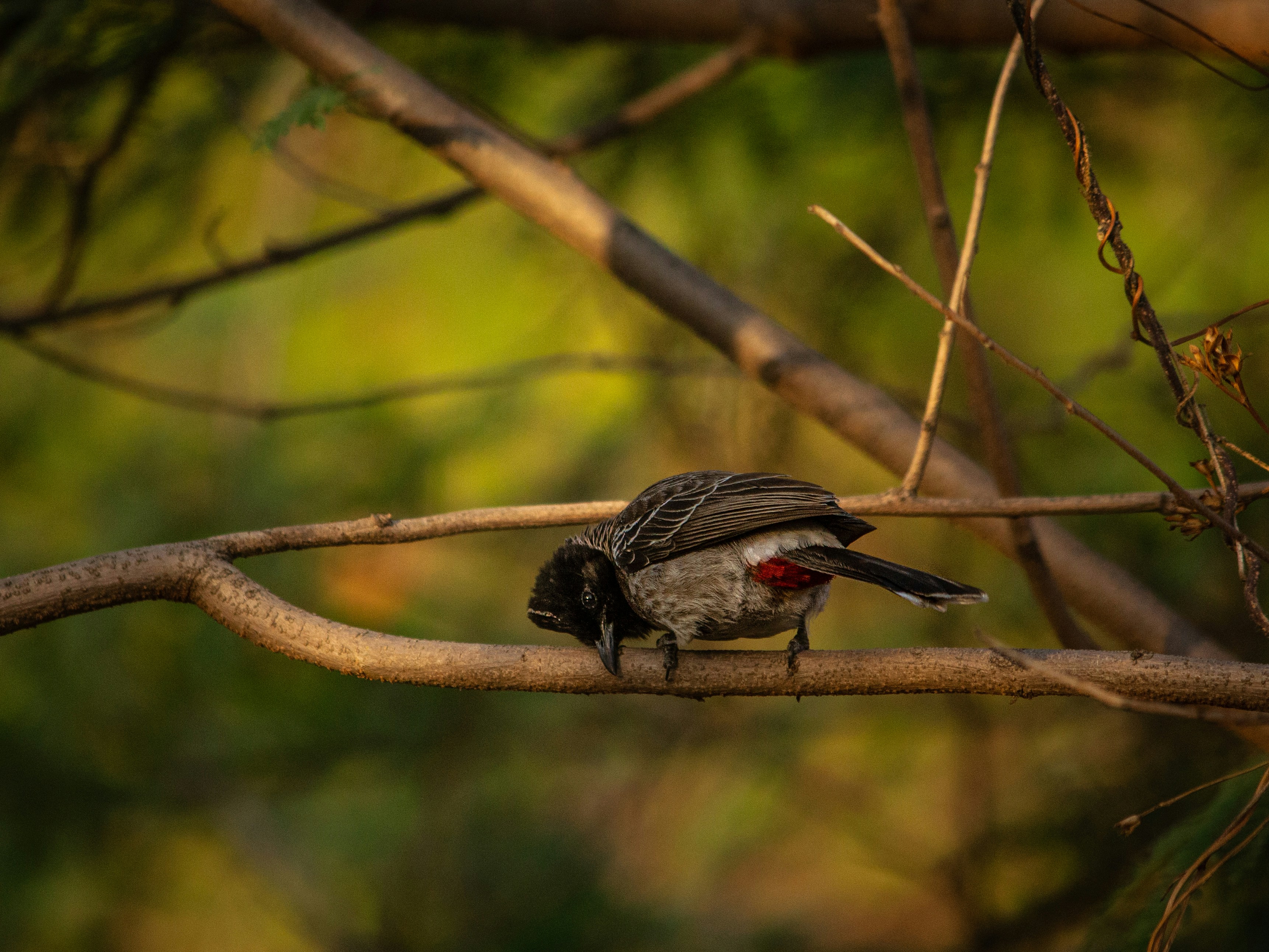 Photo by harshit_suryawanshi