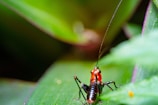 A close-up of a small cricket with a shiny red and black body perched on a green leaf. The background is a blur of green and purple hues, providing a natural setting.