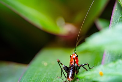 A close-up of a small cricket with a shiny red and black body perched on a green leaf. The background is a blur of green and purple hues, providing a natural setting.