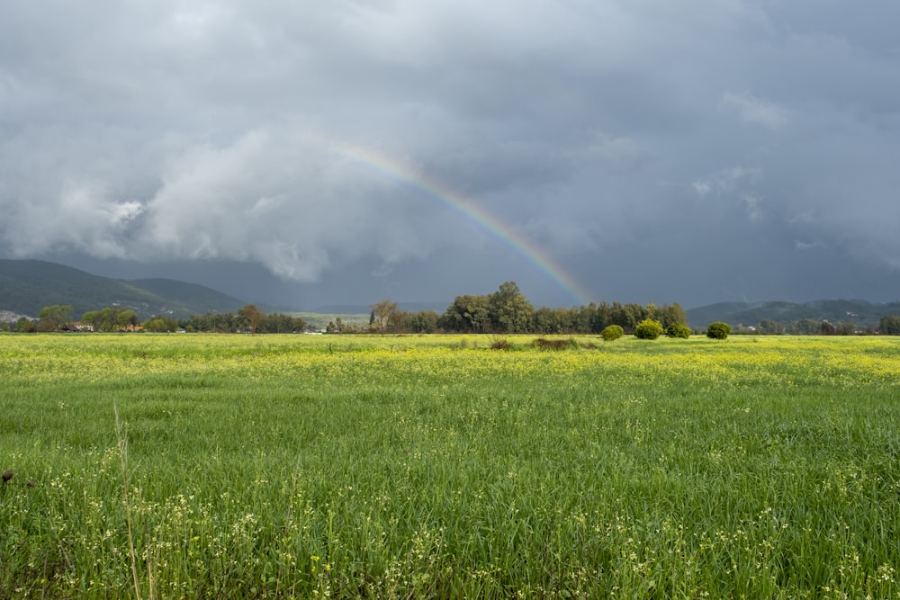 a rainbow in the sky over a green field