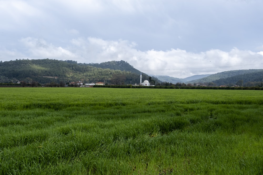 a large field of green grass with mountains in the background