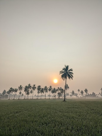 A serene view of lush green plots at Palm Avenue Jhajjar during golden hour.