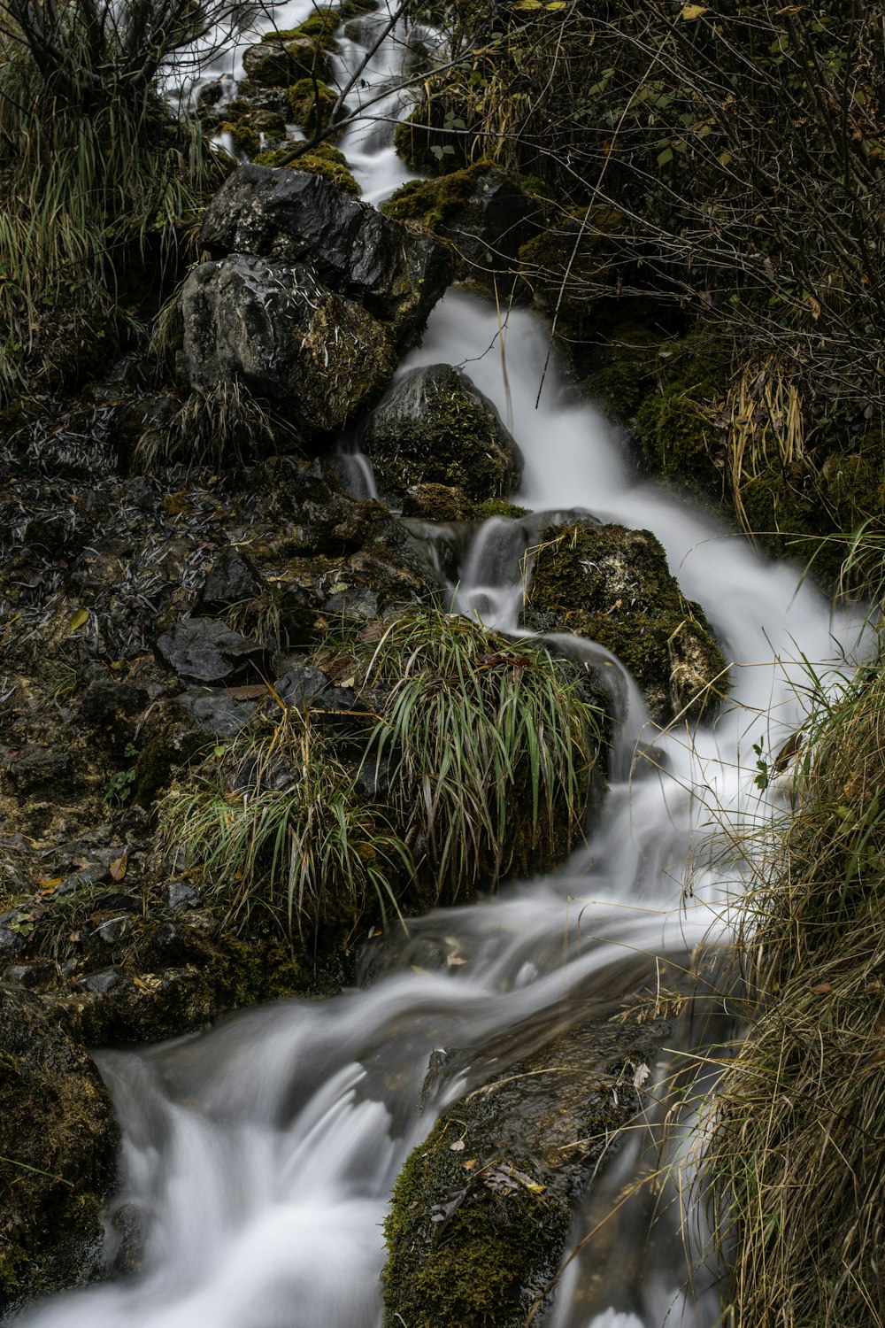 a stream of water running through a lush green forest