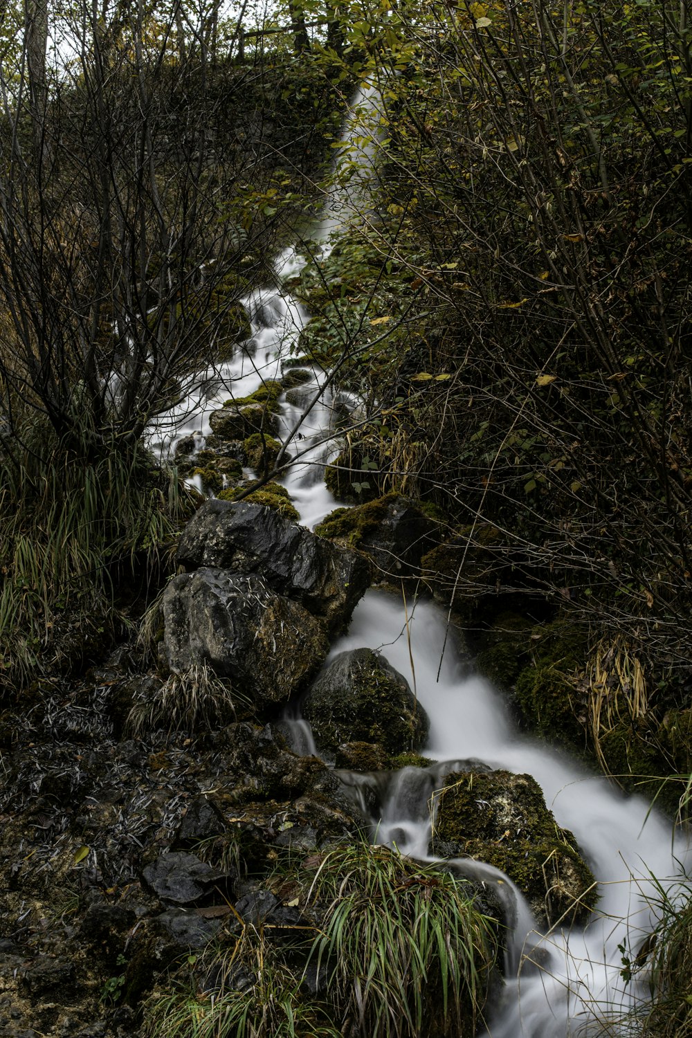 a stream of water running through a lush green forest