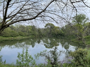 A serene pond surrounded by trees, reflecting the village's tranquility.