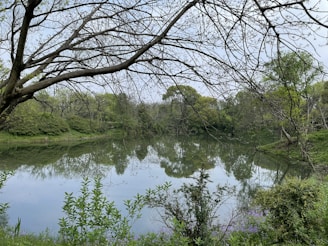 A serene pond surrounded by trees, reflecting the village's tranquility.