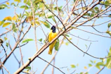 A vibrant African bee-eater perched on a branch against a clear blue sky.