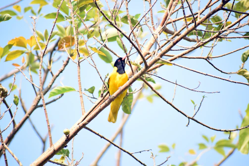 A vibrant African bee-eater perched on a branch against a clear blue sky.