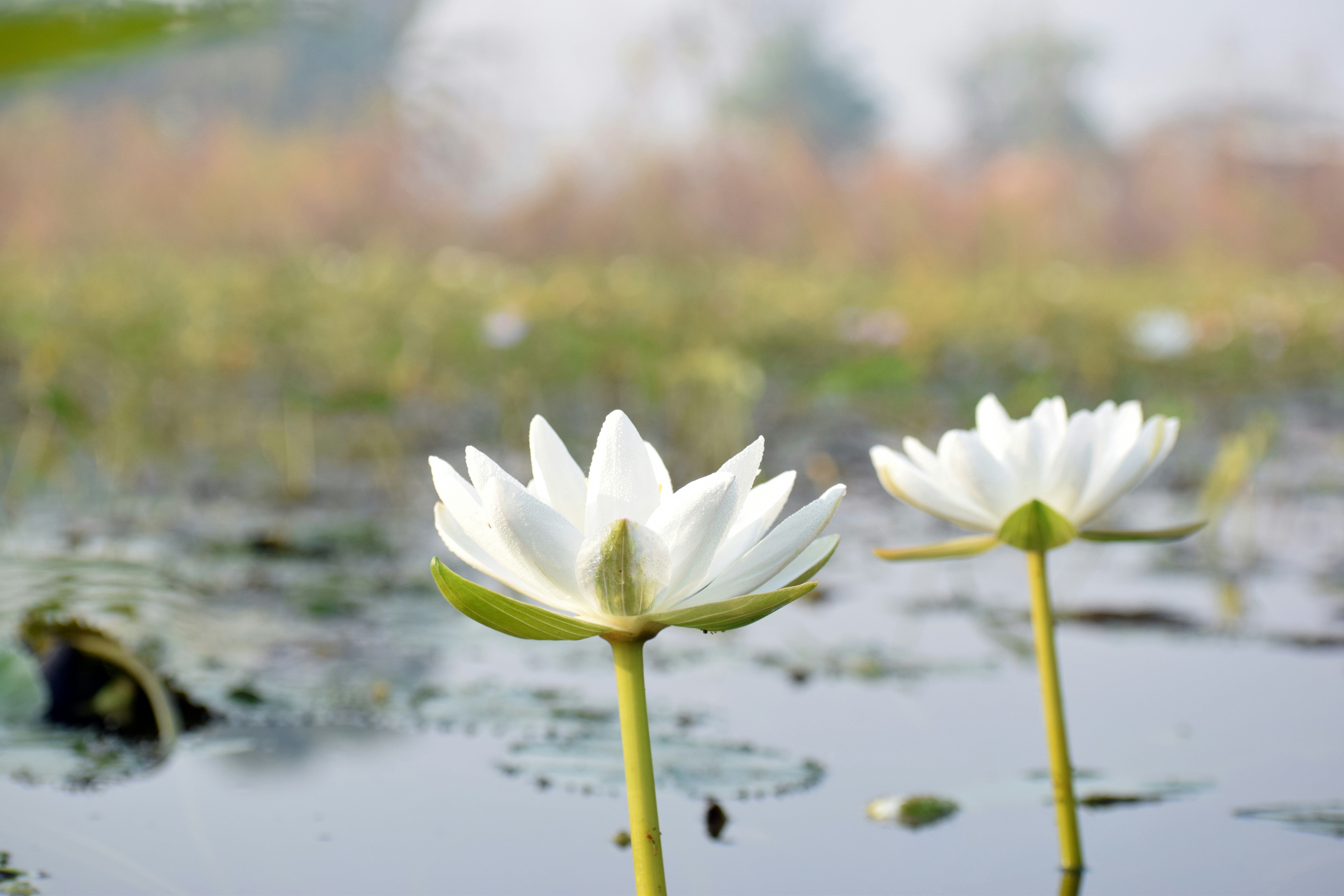Two white water lilies in a pond of water photo – Free Flower Image on ...