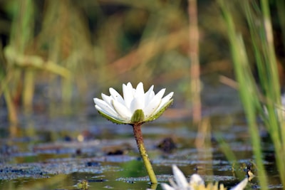 A close-up of a water lily blooming in a tranquil pond.