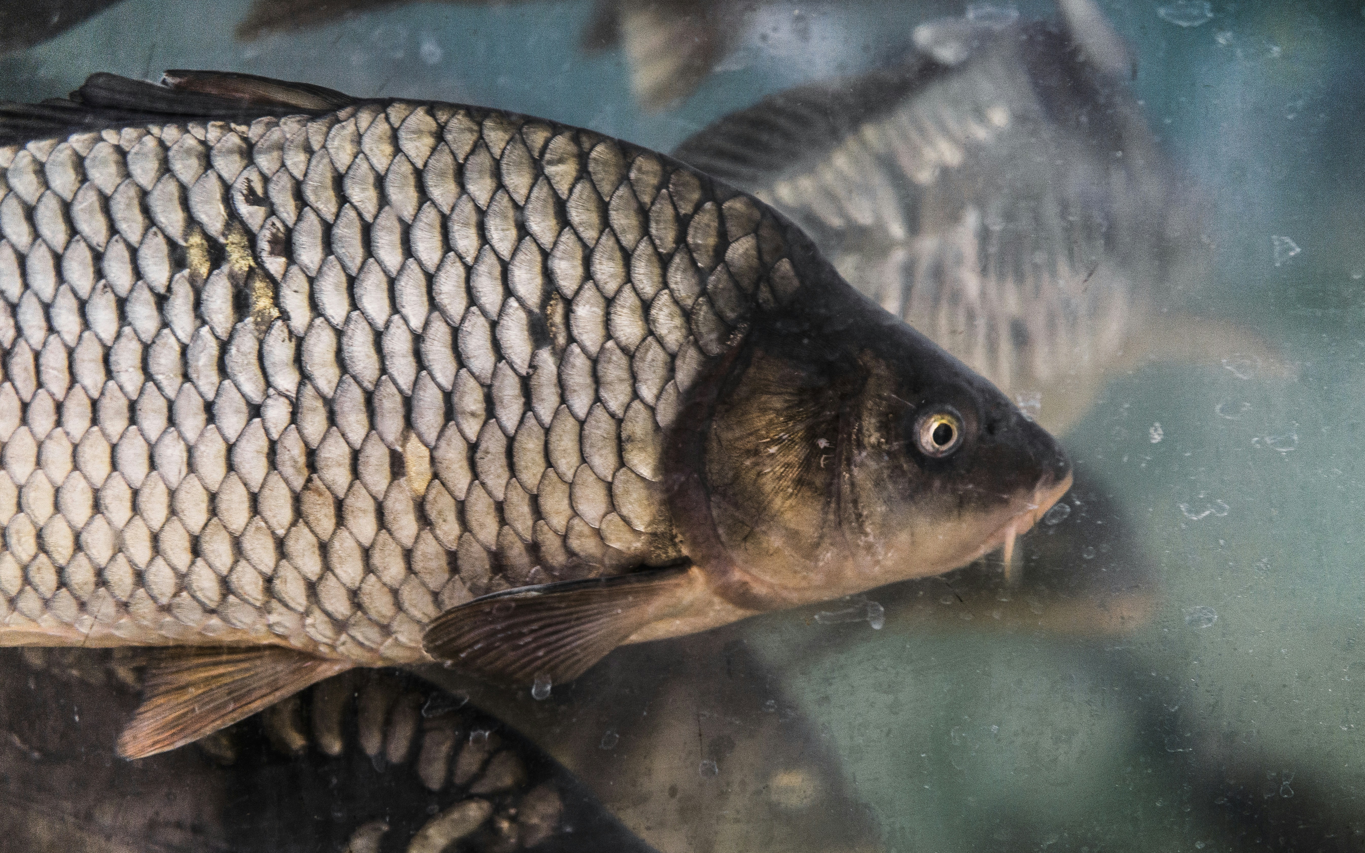 ikan yang berenang di air