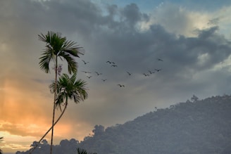 a flock of birds flying over a lush green forest
