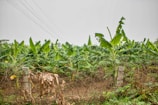 Rows of vibrant plantain trees stretching across the farm landscape.
