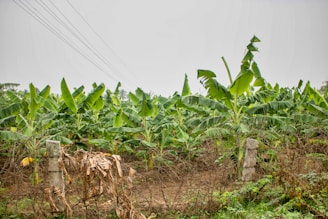 Rows of vibrant banana plants swaying gently in a tropical Indian farm