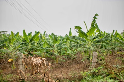 Rows of vibrant plantain trees stretching across the farm landscape.