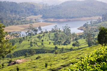 A lush landscape featuring rolling green hills covered in tea plantations, with rows of tea bushes interspersed with tall trees. A serene body of water winds through the middle, bordered by light brown patches of earth. The background is filled with dense forests on the hills, creating an inviting and tranquil atmosphere.