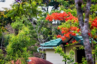 A vibrant garden scene featuring a small house with a green roof surrounded by lush greenery and blooming red flowers. Trees with different shades of green leaves are abundant, with some branches displaying bright orange and red blossoms. The natural setting is serene and verdant, with a rustic, earthy atmosphere.