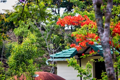 A peaceful garden with plants thriving near a house, symbolizing healthy living spaces.