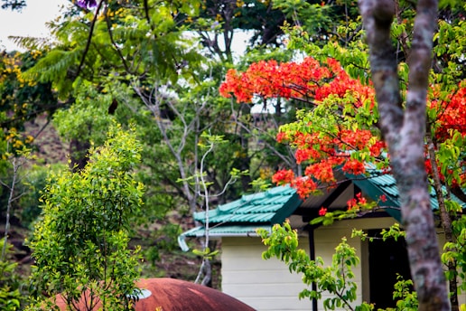 A vibrant garden scene featuring a small house with a green roof surrounded by lush greenery and blooming red flowers. Trees with different shades of green leaves are abundant, with some branches displaying bright orange and red blossoms. The natural setting is serene and verdant, with a rustic, earthy atmosphere.
