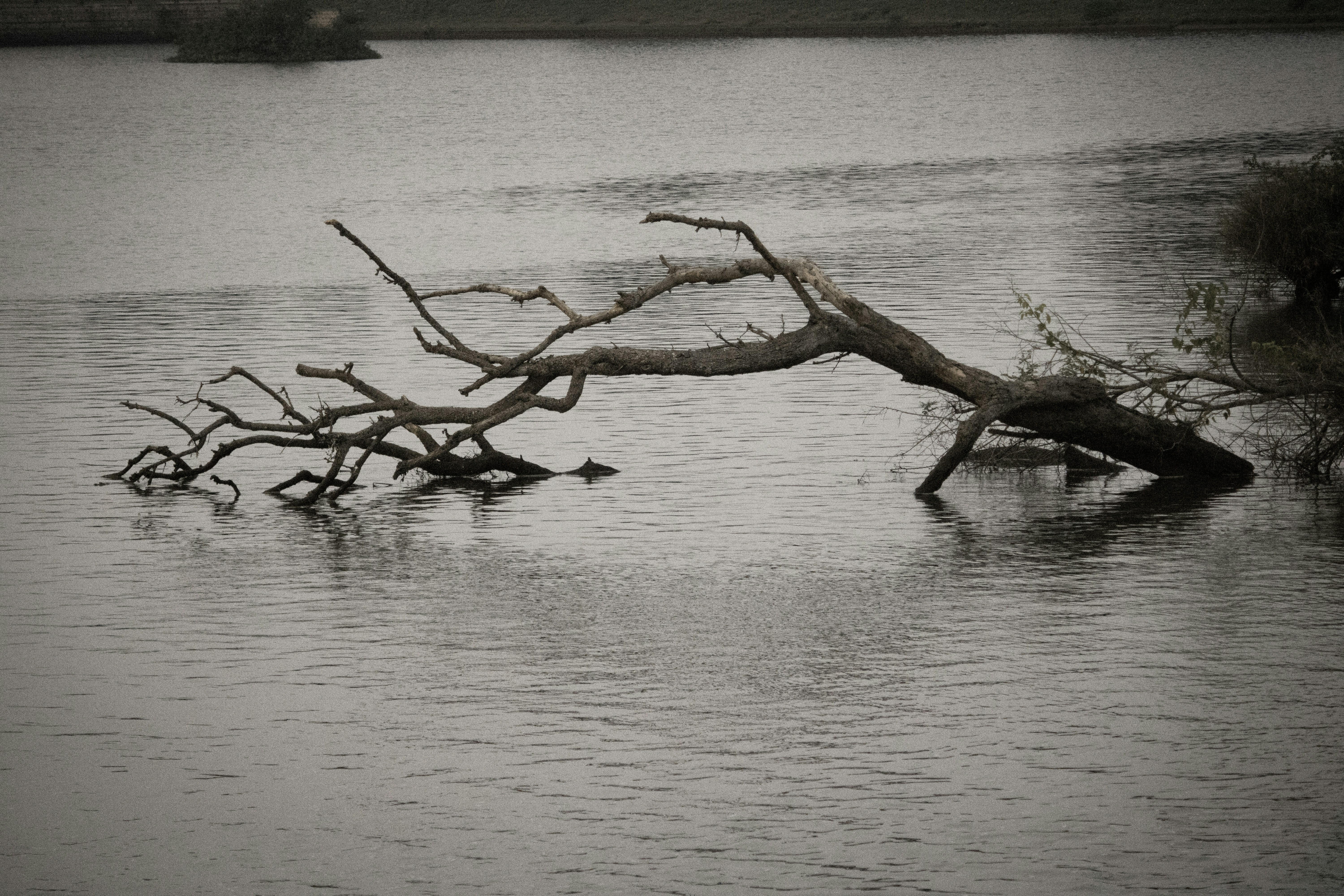 Photo by parihar_saab