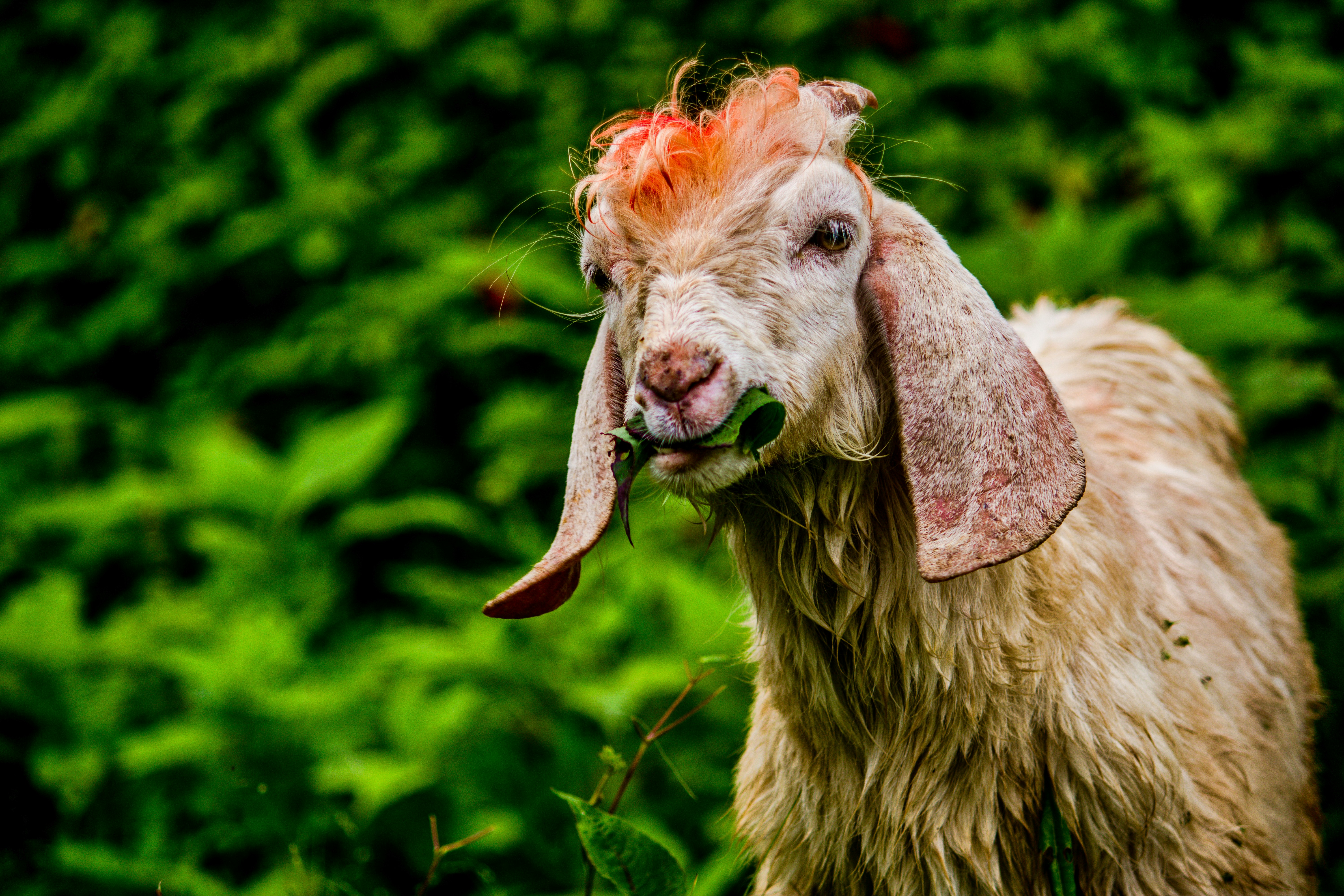 Goat With Red Hair