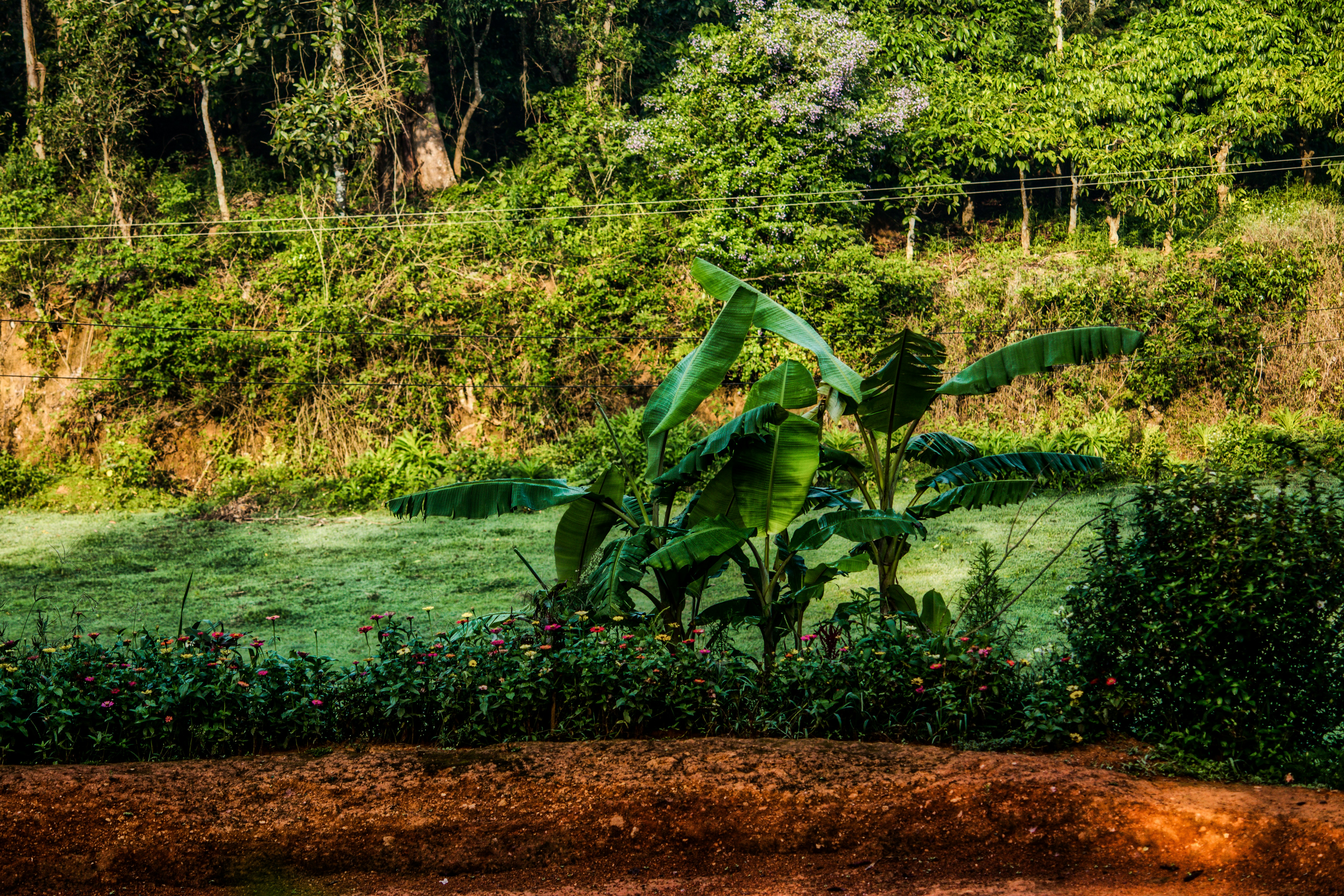 Jardin tropical isleno