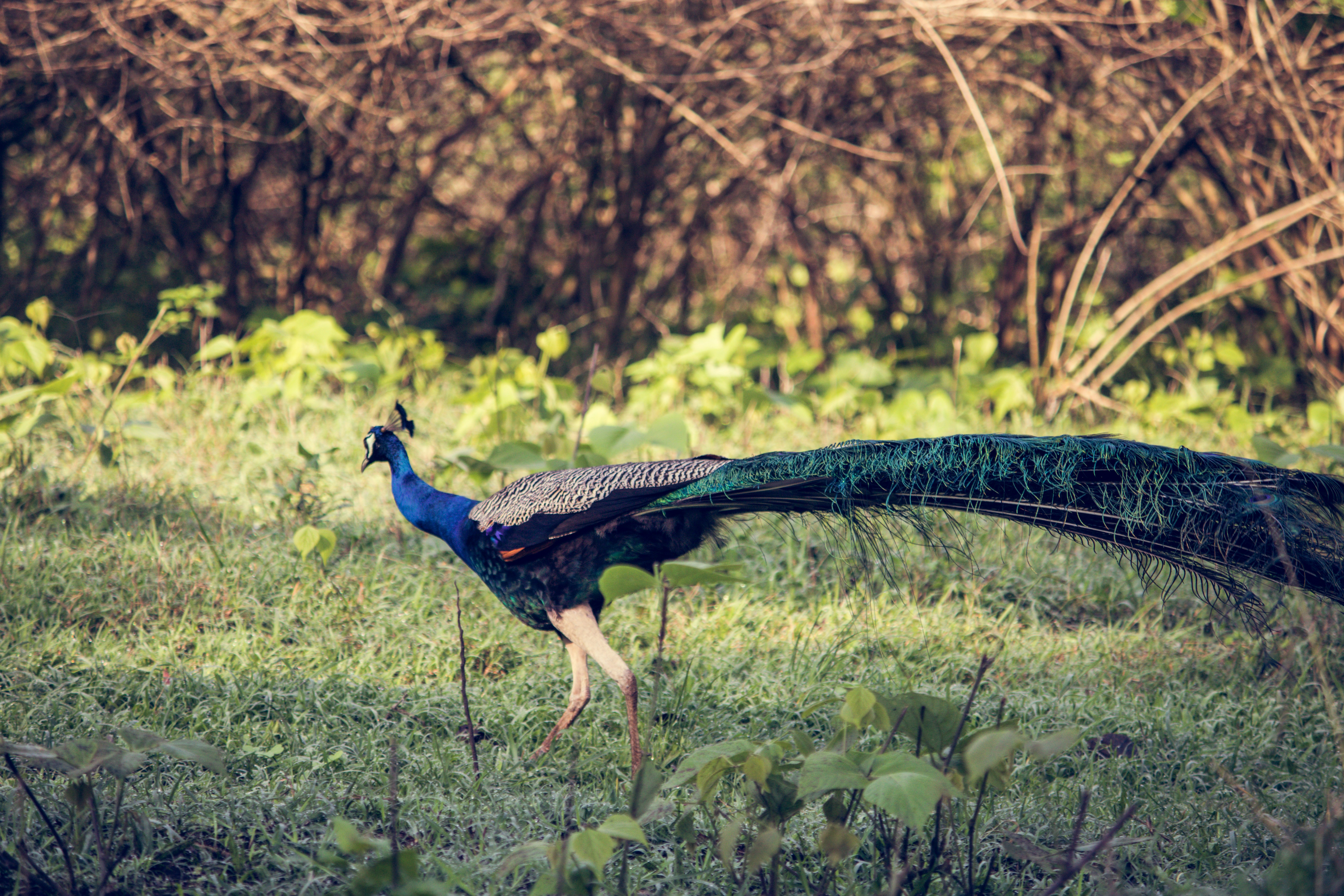 Photo by parihar_saab