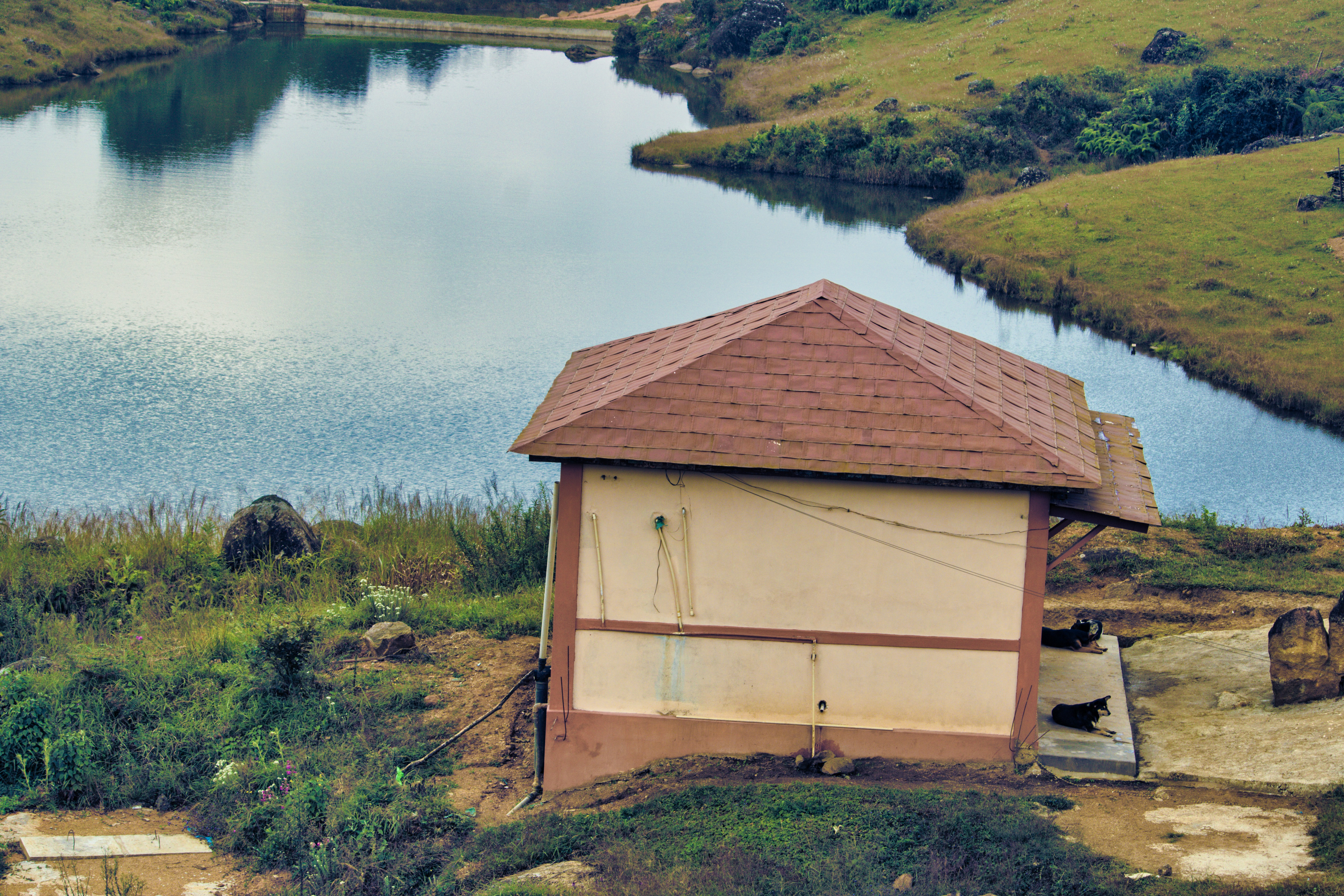 Rustige hond bij vuurwerkvrij vakantiepark