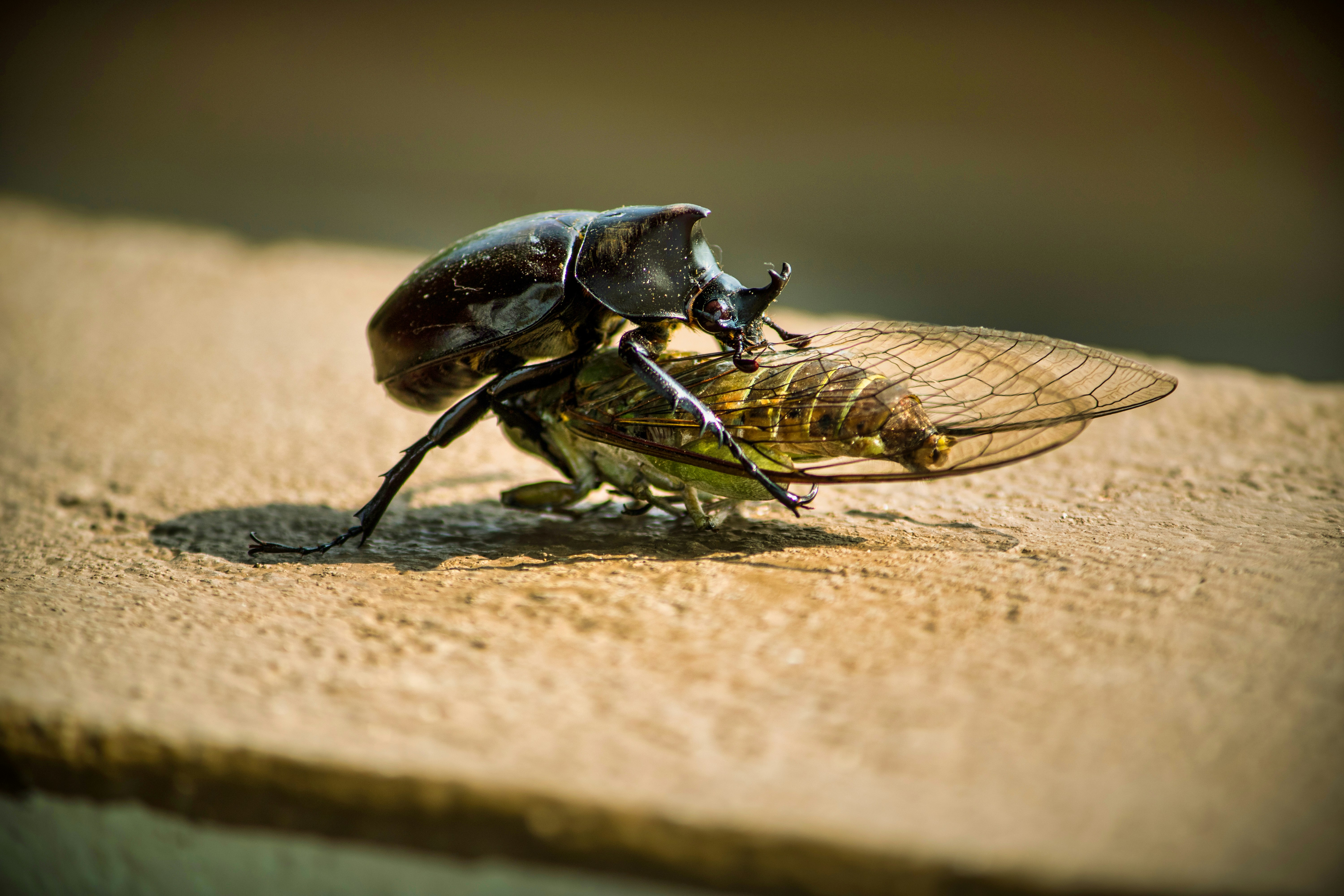 Photo by parihar_saab