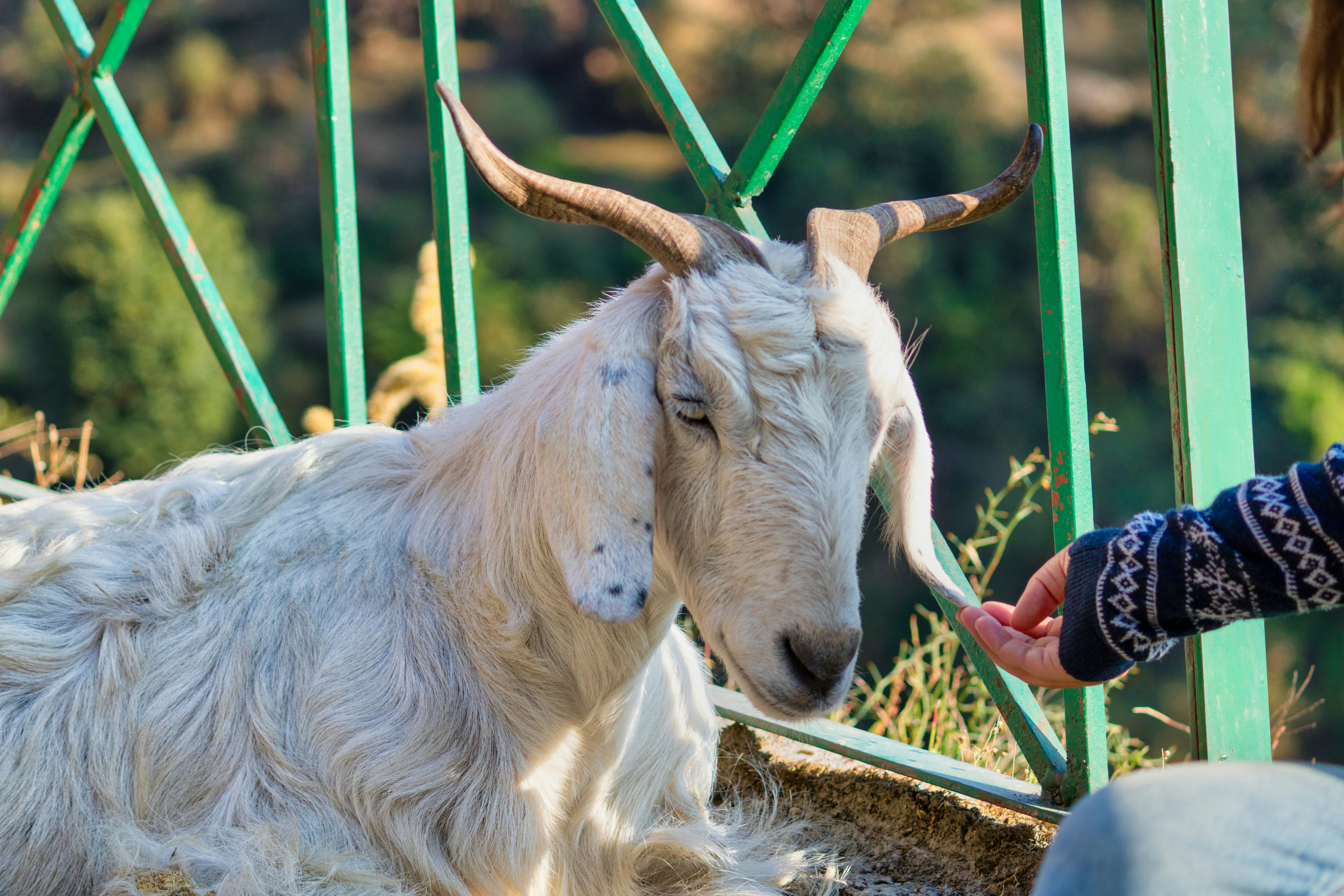 A goat with long horns is being petted by a person photo Free