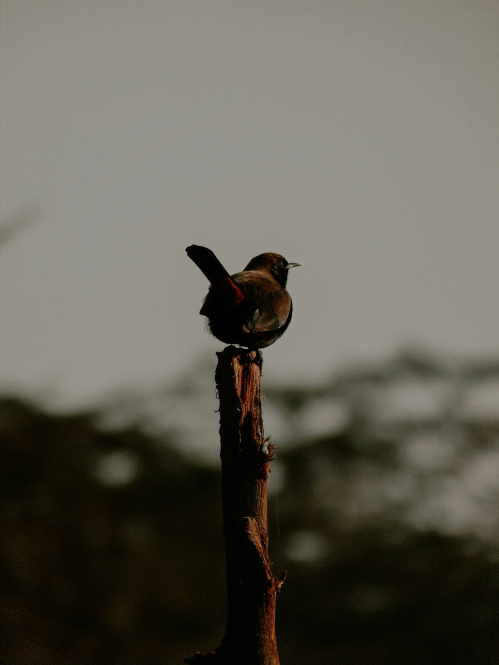 a small bird perched on top of a tree branch