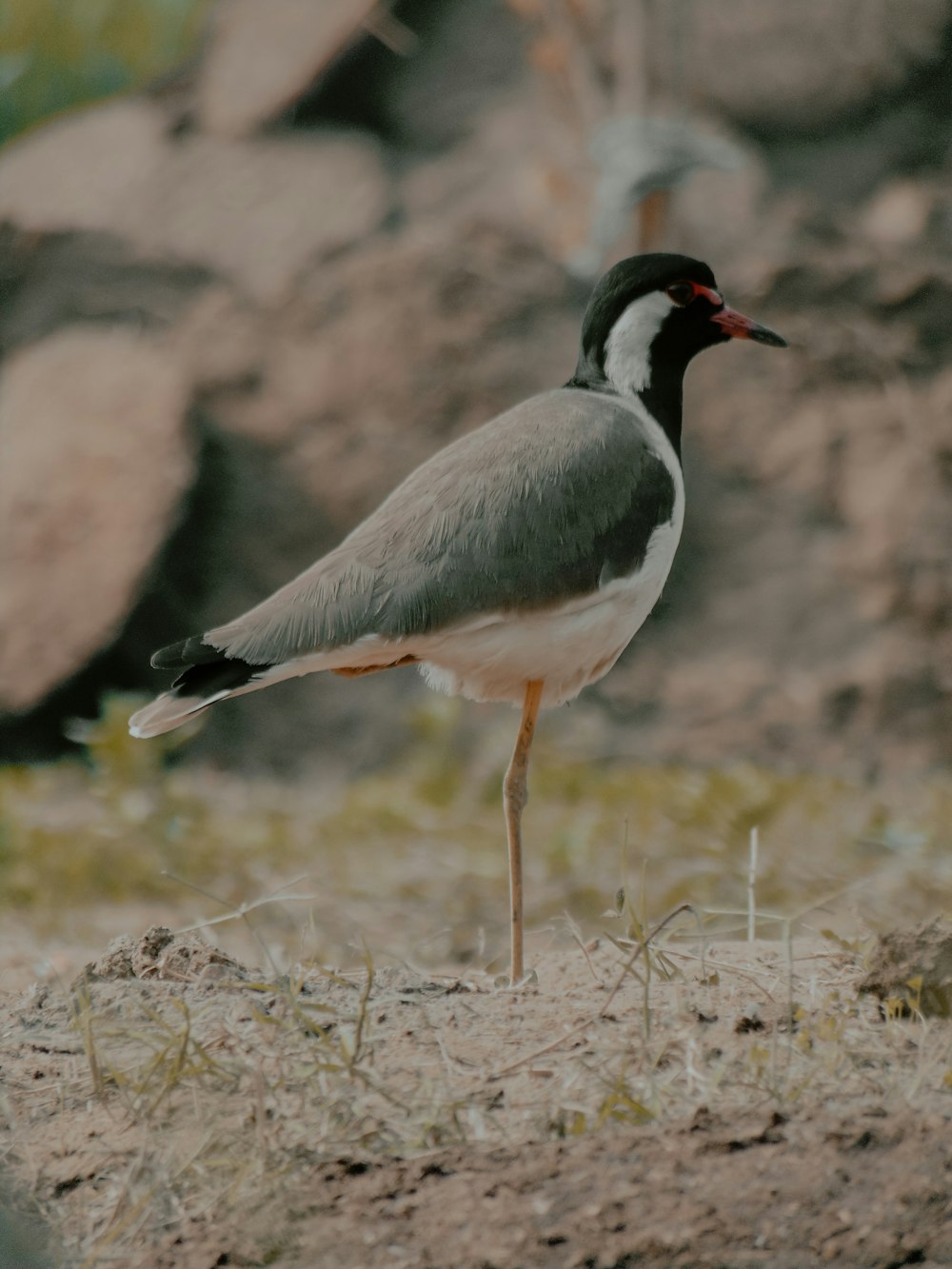 a bird is standing on the ground near some rocks