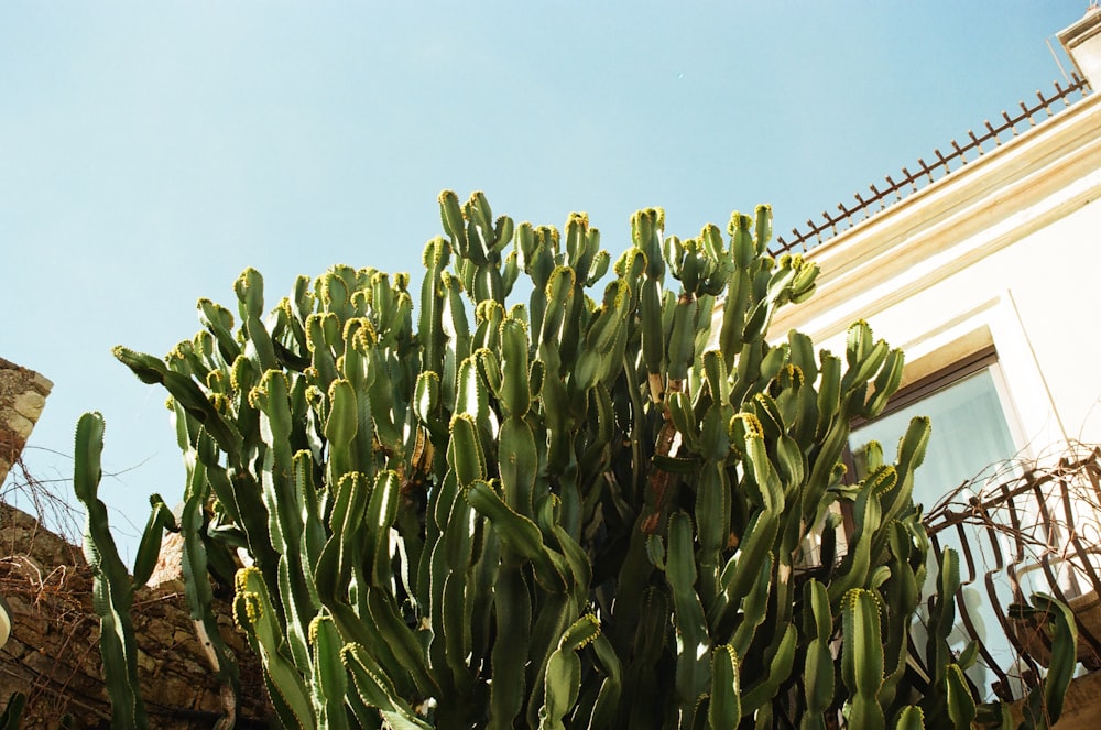 a large green cactus in front of a building