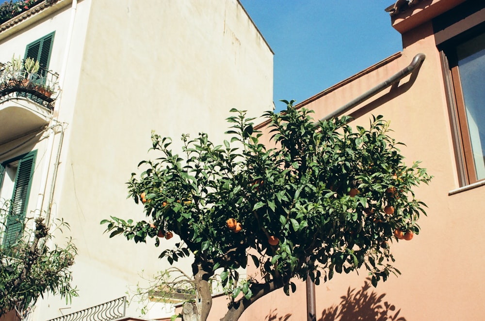 an orange tree in front of a building