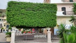 A large tree with meticulously trimmed, rectangular-shaped foliage stands in an urban area. It is surrounded by a black wrought-iron fence and flanked by two stone columns. There are palm plants in pots near the fence and a row of benches underneath the tree. Behind the tree, parts of a building with balconies and shutters are visible.