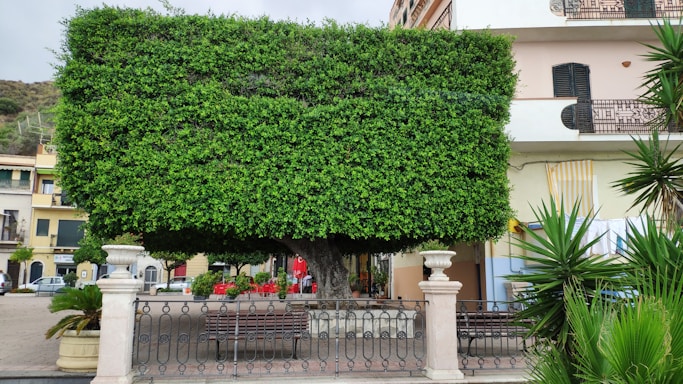 A large tree with meticulously trimmed, rectangular-shaped foliage stands in an urban area. It is surrounded by a black wrought-iron fence and flanked by two stone columns. There are palm plants in pots near the fence and a row of benches underneath the tree. Behind the tree, parts of a building with balconies and shutters are visible.
