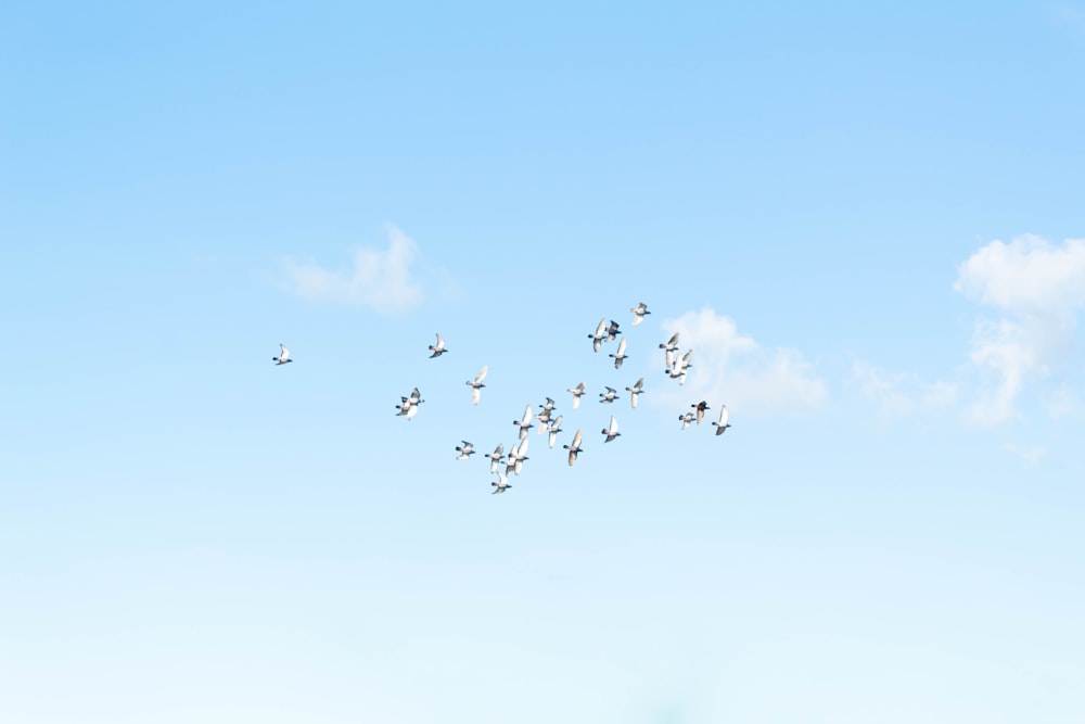 a flock of birds flying through a blue sky