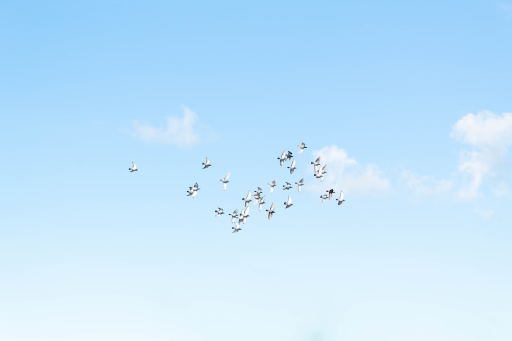 Una bandada de pájaros volando a través de un cielo azul